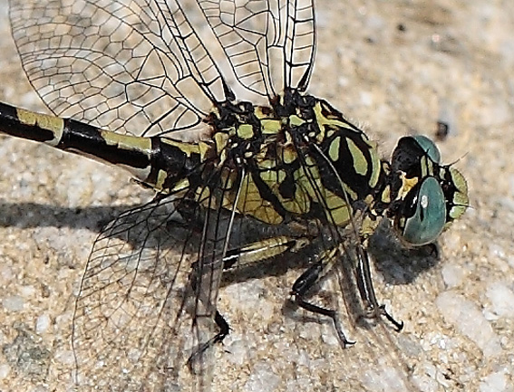 Onychogomphus forcipatus unguiculatus